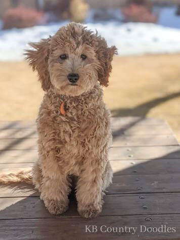 Country goldendoodles best sale