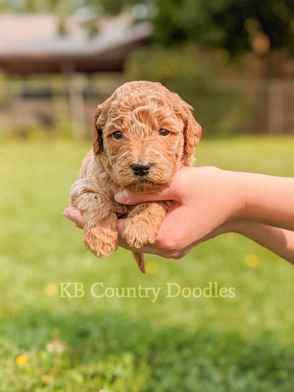 Miniature country doodles sales